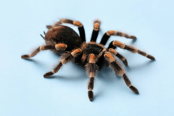 Scary tarantula spider on blue background - Foto, Imagem