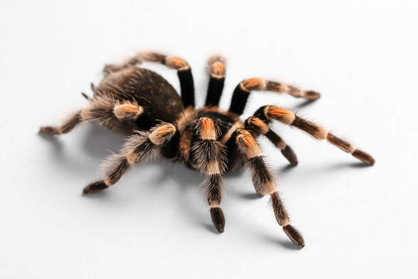 Scary tarantula spider on white background - Φωτογραφία, εικόνα