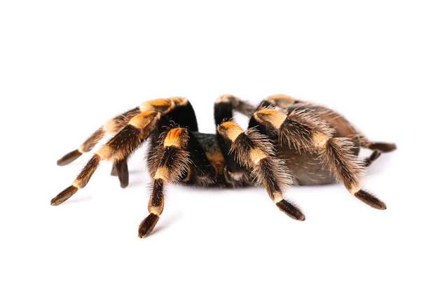 Scary tarantula spider on white background - Foto, imagen