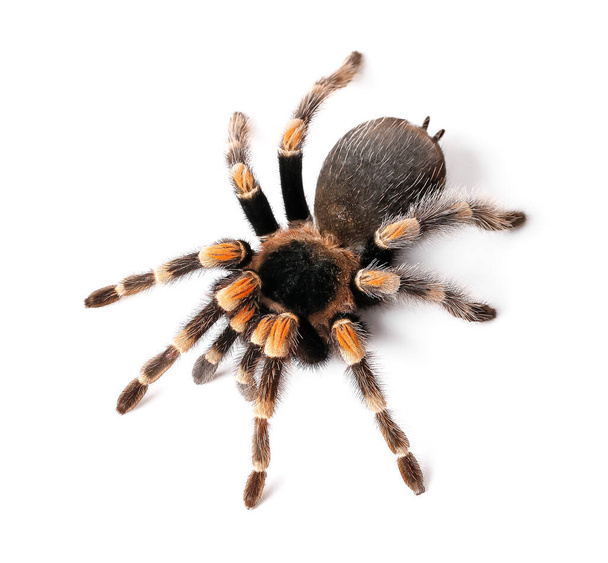 Scary tarantula spider on white background - Foto, Imagen