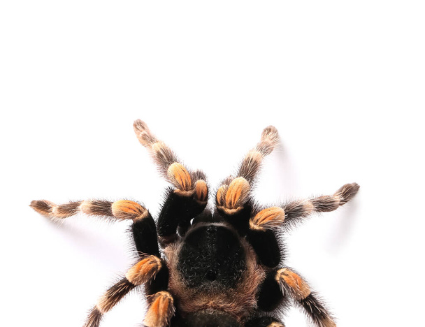 Spaventoso ragno tarantola su sfondo bianco - Foto, immagini