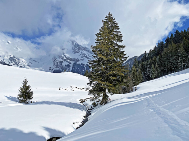 Festői lombkoronák alpesi fák egy tipikus téli atmoszférában hóesés után az Obertoggenburg alpesi völgyben és a svájci Alpokban - Unterwasser, Svájc (Schweiz) - Fotó, kép