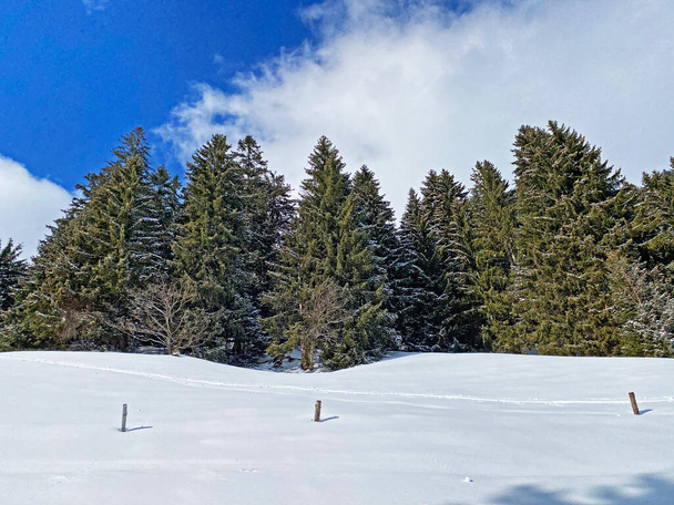 Malerische Baumkronen in typischer Winteratmosphäre nach Schneefall über dem Obertoggenburger Alpental und in den Schweizer Alpen - Unterwasser, Schweiz (Schweiz)) - Foto, Bild