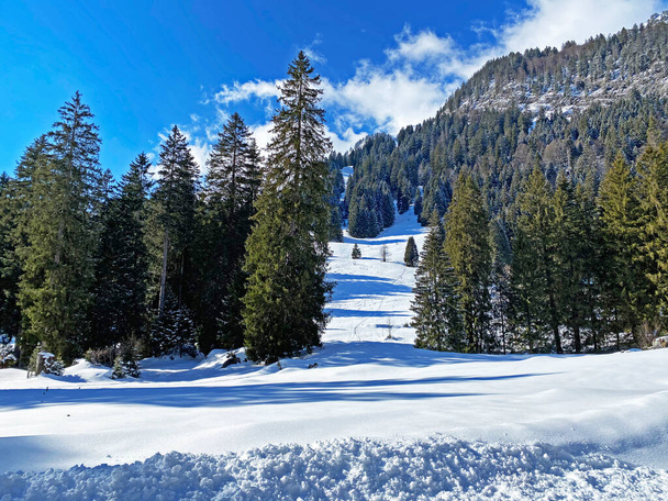 Pintorescas copas de árboles alpinos en un ambiente típico de invierno después de las nevadas sobre el valle alpino de Obertoggenburg y en los Alpes Suizos - Unterwasser, Suiza (Schweiz) - Foto, imagen
