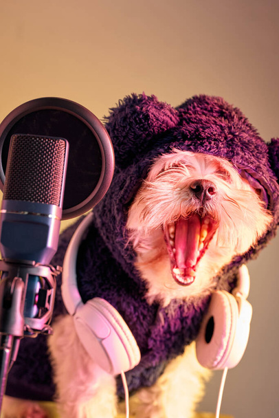 Maltese dog yawning in front of a microphone, wearing headphones around its neck and a dark blue hood, isolated - Zdjęcie, obraz