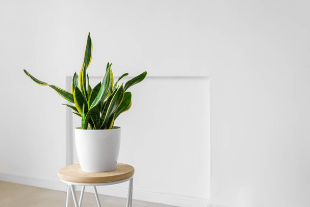 Сучасний стіл з кімнатним рослиною в інтер'єрі світлої кімнати
 - Фото, зображення