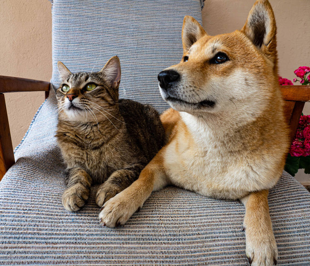 Shiba Inu Welpe und sein Freund gestreiftes Kätzchen  - Foto, Bild