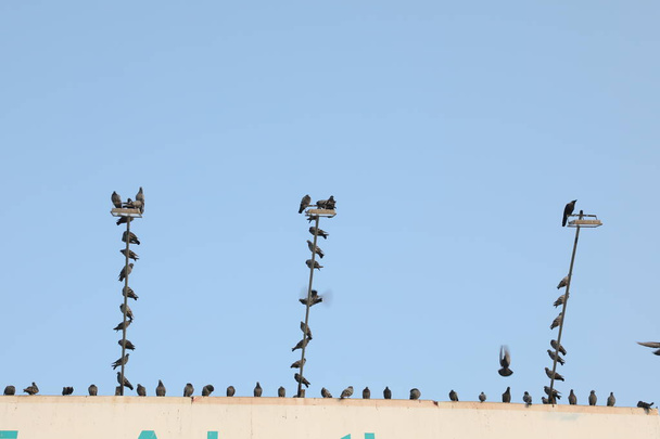 Pigeons sur un poteau de Lumière - Photo, image