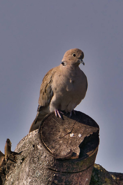 a single pigeon sits on a sawed off tree in spring - Photo, Image