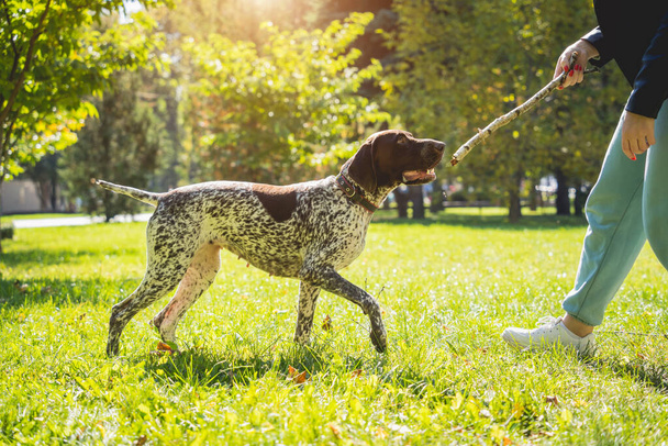 The owner trains the kurzhaar dog in the park. - Foto, imagen
