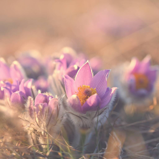 Frühling und Frühlingsblume. Schöne lila kleine pelzige Pasque-Blume. (Pulsatilla grandis) Blüht auf der Frühlingswiese bei Sonnenuntergang - Foto, Bild