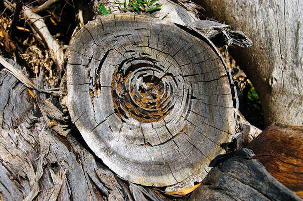 Mätänevän, rapautuneen vanhan puunkannon luonnollinen kuvio - Valokuva, kuva