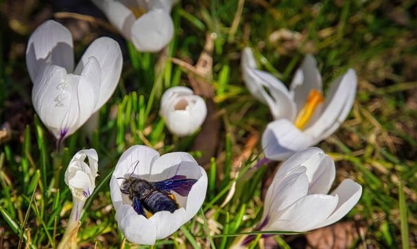 Carpenter bee (Xylocopa) in the bud of a crocus (Colchicum Autumnale). - Photo, Image