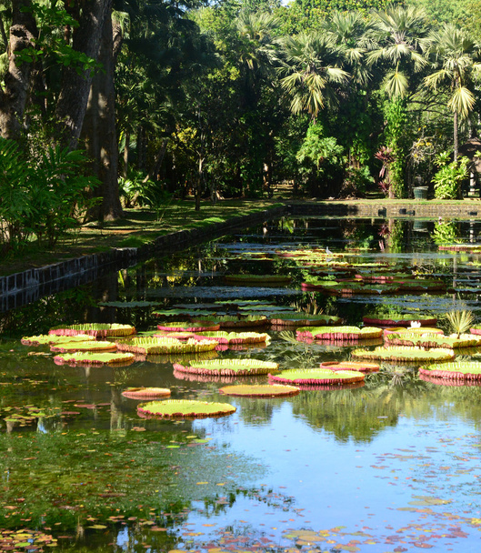 pittoresco giardino di Pamplemousse nella Repubblica di Mauritius
  - Foto, immagini