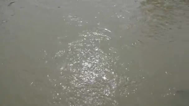 Bulanık suları olan bir nehir, yerleşim yerinden akan bir nehir., - Video, Çekim