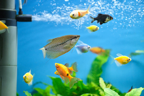 Colorful exotic fish swimming in deep blue water aquarium with green tropical plants - Photo, Image
