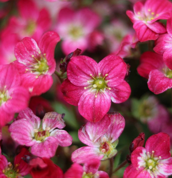 Full frame close up of beautiful pink saxifrage blooms showing stamen detail - Photo, Image