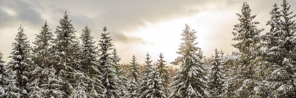 BANNER, LONG FORMAT Splendid scenery in winter. Fantastic frosty morning in forest. snow-cowered pine trees under sunlight. Fantastic mountain highland. Amazing winter background. Wonderful Christmas - Fotó, kép