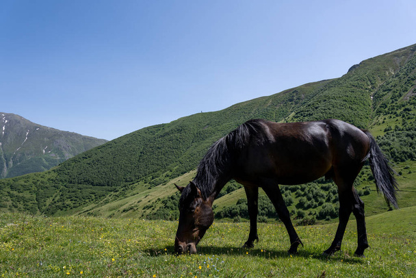 a beautiful noble horse with a great stature stands on a hill and eats green grass, behind it is a beautiful Georgian mountain landscape above which a blue sky opens - Zdjęcie, obraz