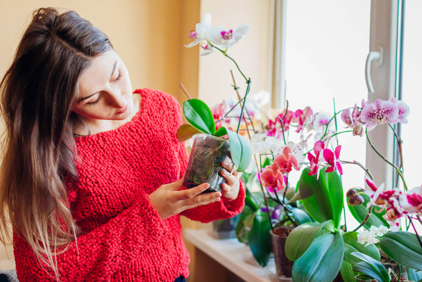 Donna che ispeziona le radici fiorenti del orchid che tengono il POT con la pianta. Prendersi cura della salute delle piante domestiche e dei fiori. - Foto, immagini