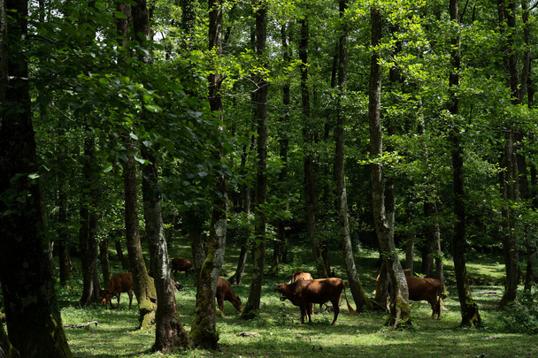 fabulously gloomy and mysterious park with green trees and shrubs, among them brown cows graze - Fotó, kép