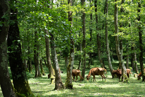 fabulously gloomy and mysterious park with green trees and shrubs, among them brown cows graze - Fotó, kép