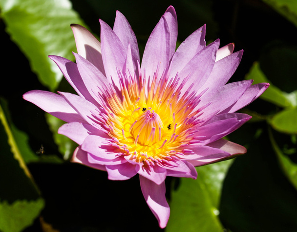 Flowers Lotus And Fountain - Фото, изображение