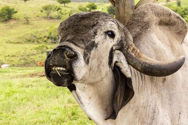 detailní záběr býka girolanda na pastvinách na farmě v krajině Minas Gerais, Brazílie - Fotografie, Obrázek