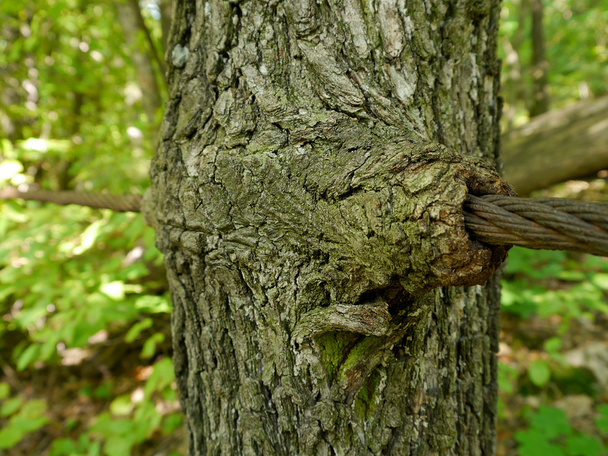 Ingrown rope to a tree - Foto, afbeelding