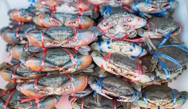 Zbliżenie dużych rozmiarów świeżego błękitnego kraba, który był związany i umieszczony na tacy lodowej przygotowującej się do sprzedaży na lokalnym rynku owoców morza w Tajlandii.  - Zdjęcie, obraz