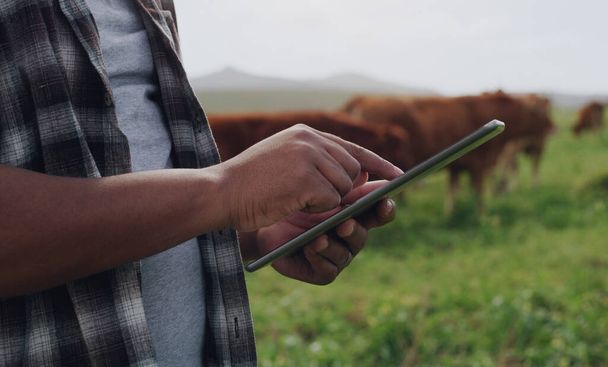 Az agrárgazdálkodást korszerűsítik. Egy felismerhetetlen férfiról, aki digitális tabletet használ, miközben egy tehénfarmon dolgozik.. - Fotó, kép
