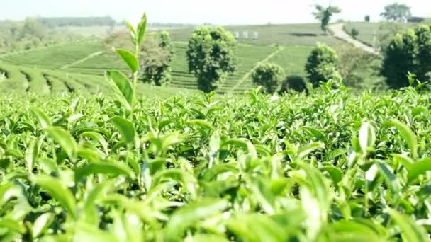 Procházka záběry zelené čajové farmy ve slunečním svitu jasného letního dne, svěží a krásné zahradní pole, venkovské scenérie s krajinou přírodní krajiny, tropické zemědělství. - Záběry, video