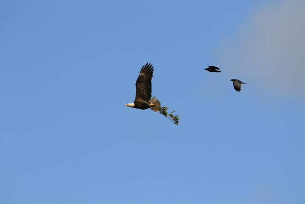 Uma águia careca adulta carregando um grande galho em suas garras voando e sendo perseguida por dois corvos. Tomado em Victoria, British Columbia, Canadá. - Foto, Imagem