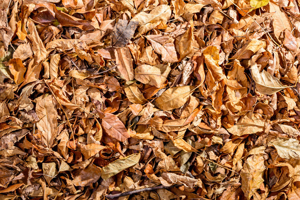 Dry Linden leaves - Foto, Bild