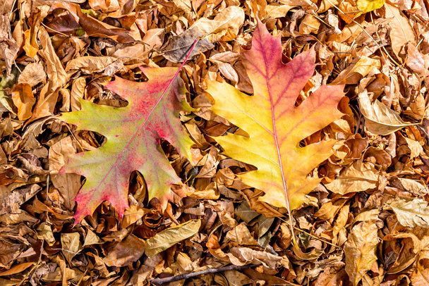liście dębu jesienią - Zdjęcie, obraz