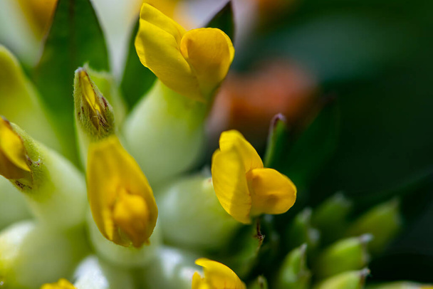 Anthyllis wrażliwych ssp. kwiat alpestris rosnący w górach, makro - Zdjęcie, obraz