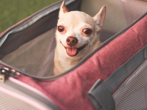 茶色のChihuahua犬の旅行ペットのキャリアバッグに座って、笑みを浮かべて、カメラを見て、旅行する準備ができての画像を閉じます。動物との安全な旅. - 写真・画像