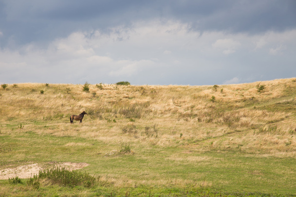Лангеландская лошадь
 - Фото, изображение