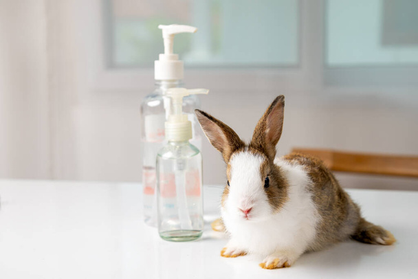 Zamknij cute biały i brwi młody królik siedzi z dwóch pompy alkohol żel oczyszczanie butelki na stole - Zdjęcie, obraz