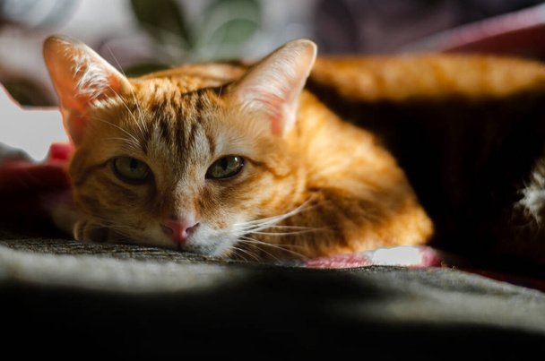 Evcil erkek kedi kanepede dinleniyor ve kameraya bakıyor. Sabahları güneş ışığı ve gölgeyle.. - Fotoğraf, Görsel