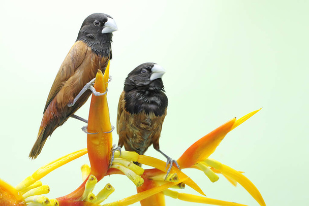 Une paire de munia châtaignes ou munia à tête noire est perchée sur une fleur sauvage. Cet oiseau, qui porte le nom scientifique Lonchura atricapilla, est un mangeur de céréales appartenant à la famille des Estrildidae..  - Photo, image