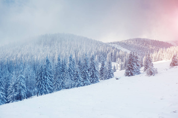 Majestic winter trees glowing by sunlight. Dramatic wintry scene. Place location Carpathian national park, Ukraine, Europe. Alps ski resort. Beauty world. Instagram blue toning effect. Happy New Year! - Foto, Imagen