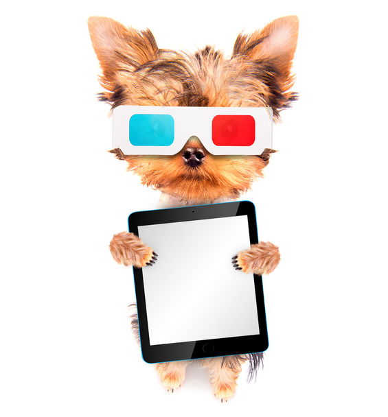 tablet pc ile film olacak köpek - Fotoğraf, Görsel