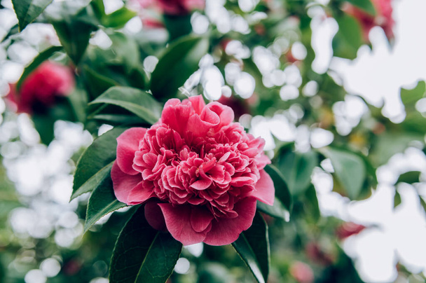 Pink Camellia Tree with Blooming Flowers - Photo, Image