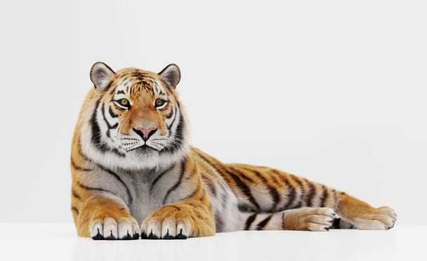 Πορτραίτο τίγρης απομονωμένο σε λευκό - Φωτογραφία, εικόνα