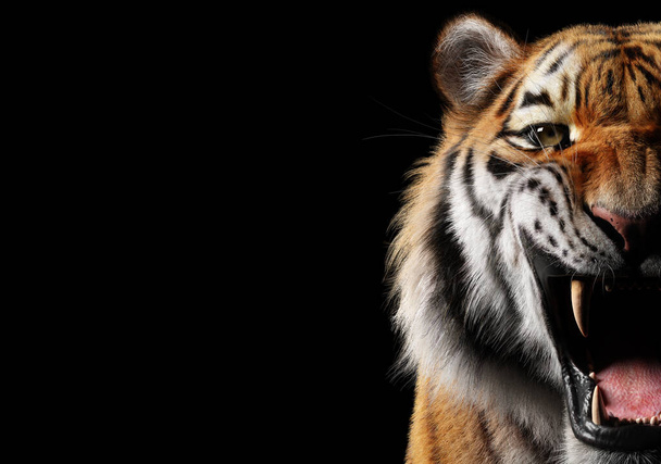 Портрет тигра на черном в студии - Фото, изображение