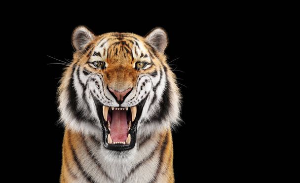 Tigre rugido retrato em preto no estúdio - Foto, Imagem