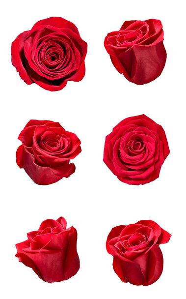 Blume Rose Blütenblatt Hintergrund - Foto, Bild