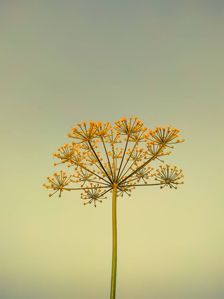 желтые зонтики из цветущего укропа, растения с латинским названием Anethum graveolens - Фото, изображение