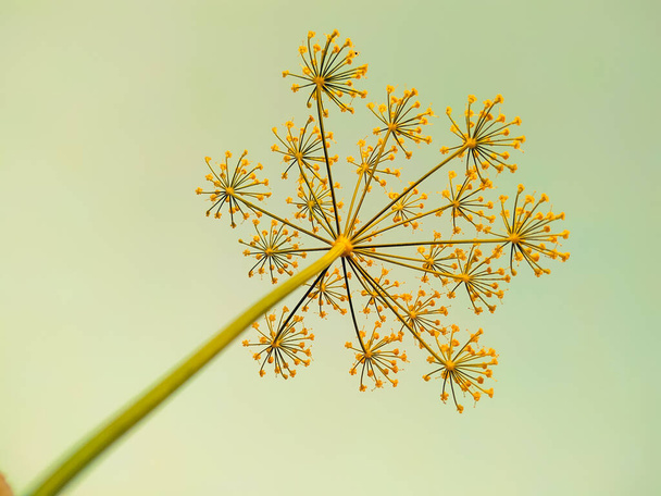Close - Up of yellow anethum graveolens plant on sky - Foto, imagen